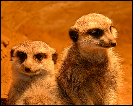 Zwei Erdmännchen