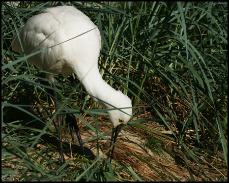 Watvogel im Dünengras