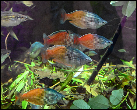 rot-blaue Fische in einem Aquarium