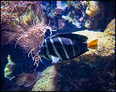 Bunter Fisch in einem Aquarium mit Anemonen