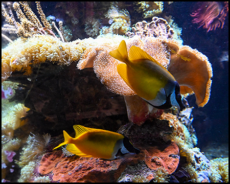 Mehrere bunte Fische in einem Aquarium mit Korallen