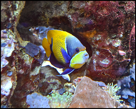 Bunter Fisch in einem Aquarium mit Anemonen