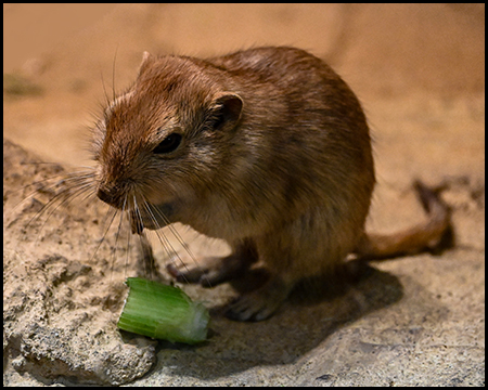 Eine Maus frisst ein Pflanzenteil