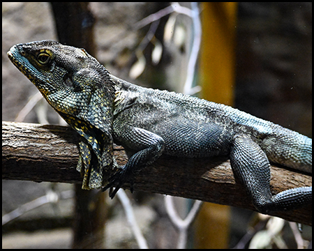 Ein blau-schwarzes Reptil auf einem Ast von der Seite