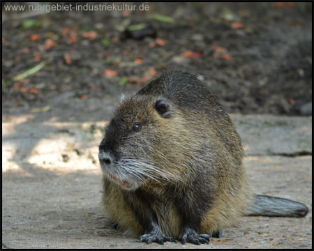 Tierpark Hamm