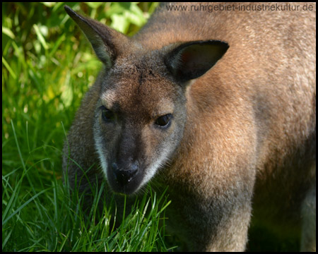 Tierpark Hamm