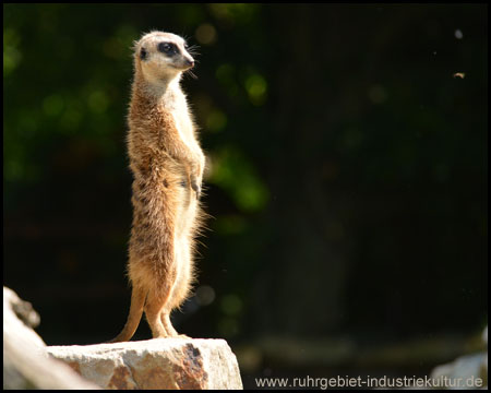 Tierpark Hamm