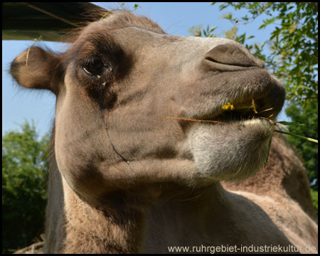 Tierpark Hamm