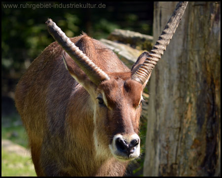 Tierpark Hamm