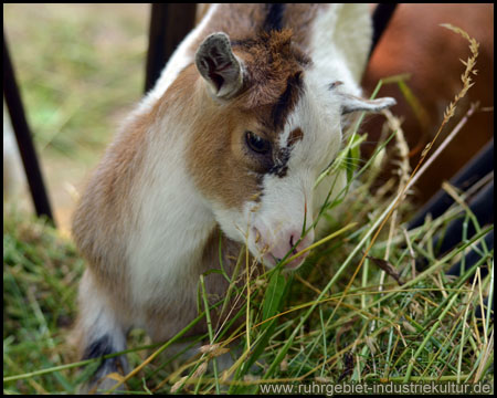 Tierpark Hamm