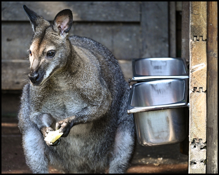 Ein Känguru im Zoo mit Futtertrog