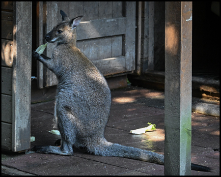 Känguru in einem Gebäude