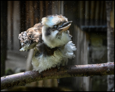 Ein Vogel, der sich schüttelt und mit kleinen Wassertropfen um sich spritzt