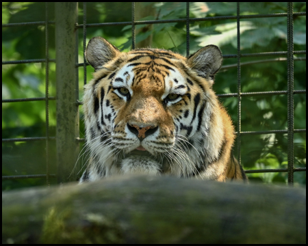 Kopf eines Tigers frontal gesehen in einem Gehege