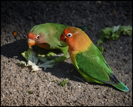 Zwei bunte Vögel am Boden picken an einem Salatblatt