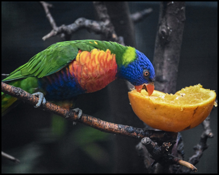 Ein bunter vogel pickt in einer Apfelsinenhälfte