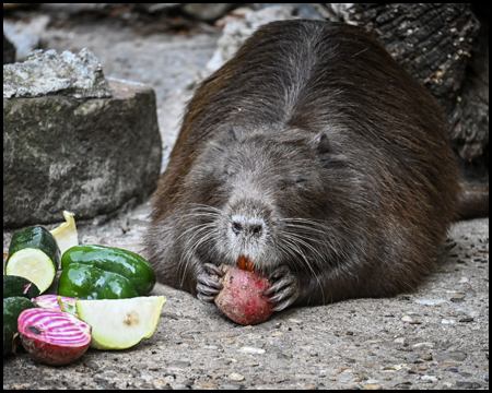 Eine Nutria frisst Obst