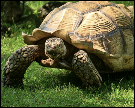 Eine Landschildkröte