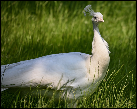 ein weißer Pfau