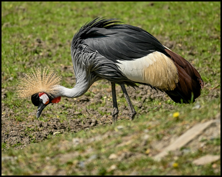 Ein Vogel mit Irokesenschnitt