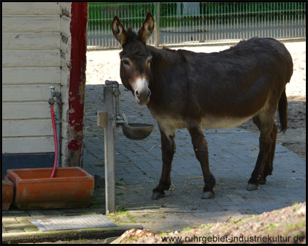 Tierpark Recklinghausen