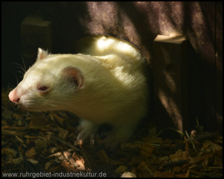 Tierpark Recklinghausen