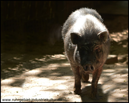 Tierpark Recklinghausen