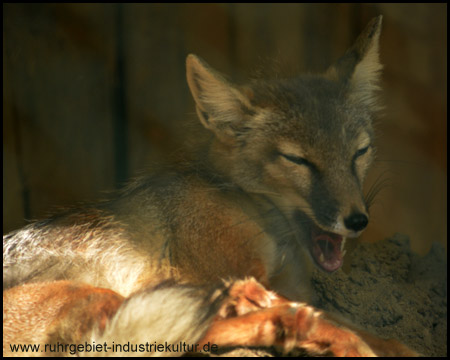 Tierpark Recklinghausen