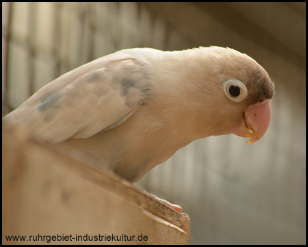 Tierpark Recklinghausen