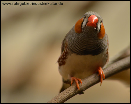 Tierpark Recklinghausen