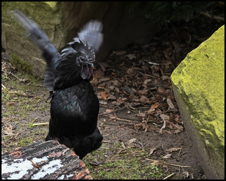 Schwarzes Huhn