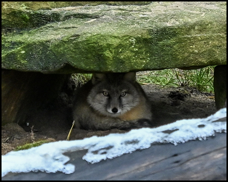 Steppenfuchs