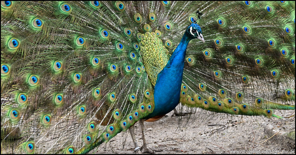 Pfau