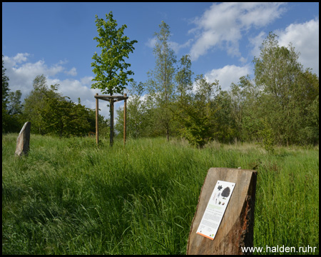 Baumtafeln auf dem Naturlehrpfad Tippelsberg