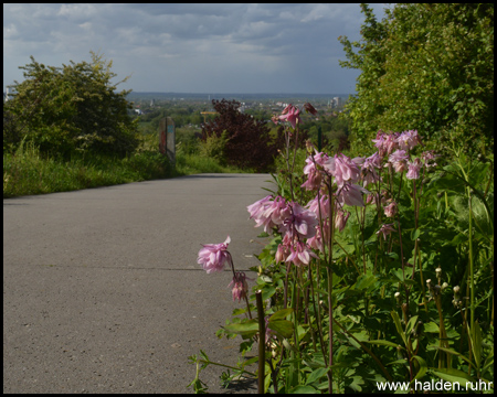 Blühendes am Wegesrand