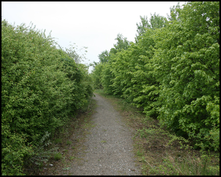 Halde Minister Achenbach IV: Büsche wie Mauern rechts und links