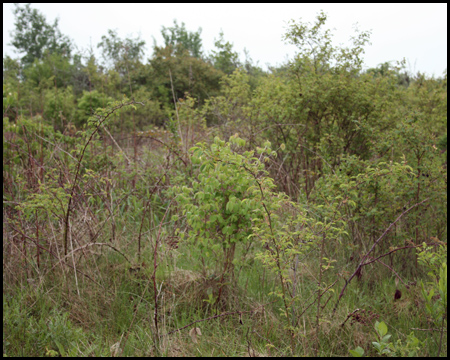 Viel wildes Grün auf Halde Tockhausen unterhalb des Haldentops