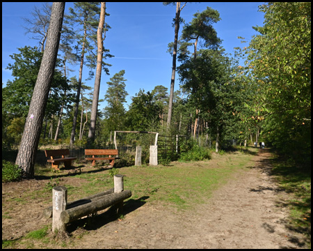 Waldweg durch Kiefern