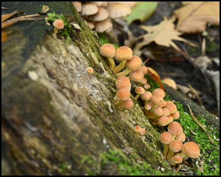 Pilze am Baum