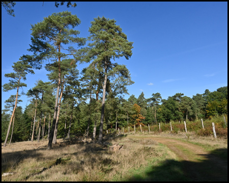 Wege durch einen Wald mit Kiefern