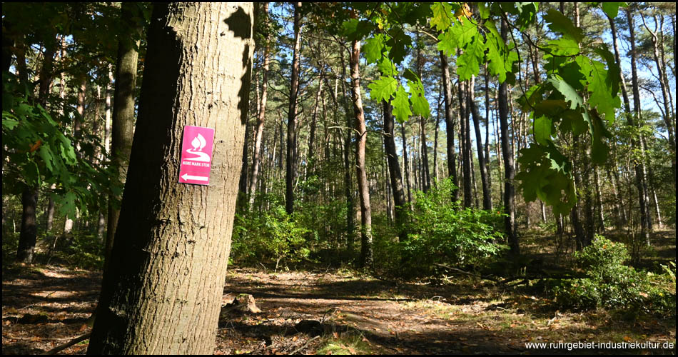 Hohe-Mark-Steig in der Üfter Mark