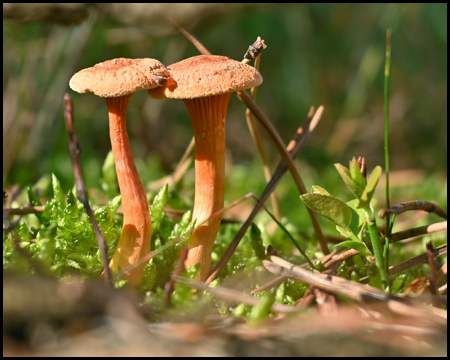 Pilze im Wald