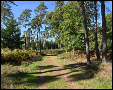 Waldweg in der Üfter Mark