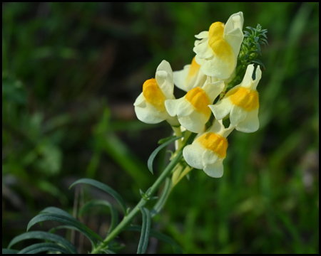 Pflanzenblüte