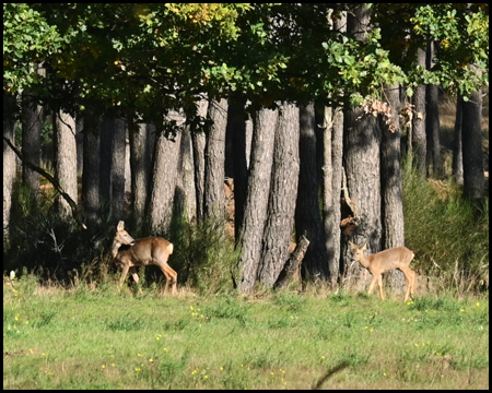 Rotwild im Wald