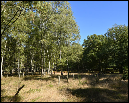 Birkenwald und Gräser in der Üfter Mark