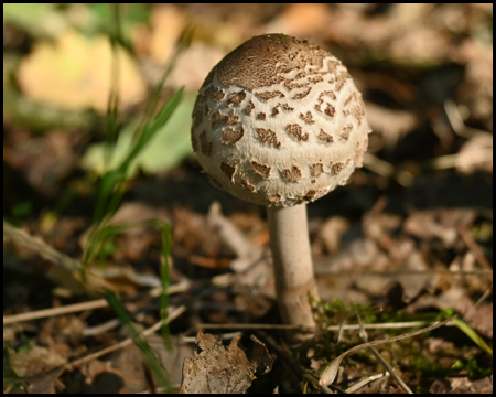 Pilz auf Waldboden