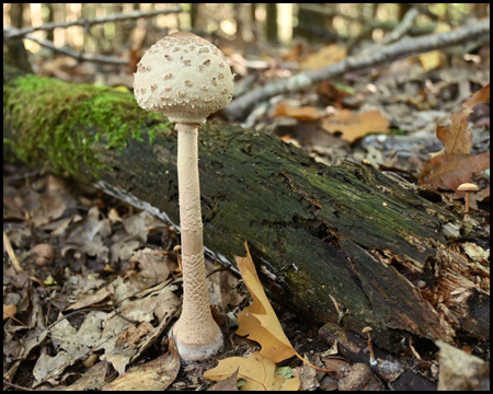 Pilz im Wald