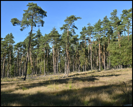 Üfter Mark in Schermbeck