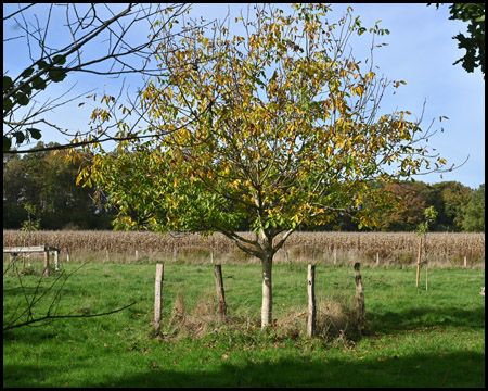 Baum in Feld